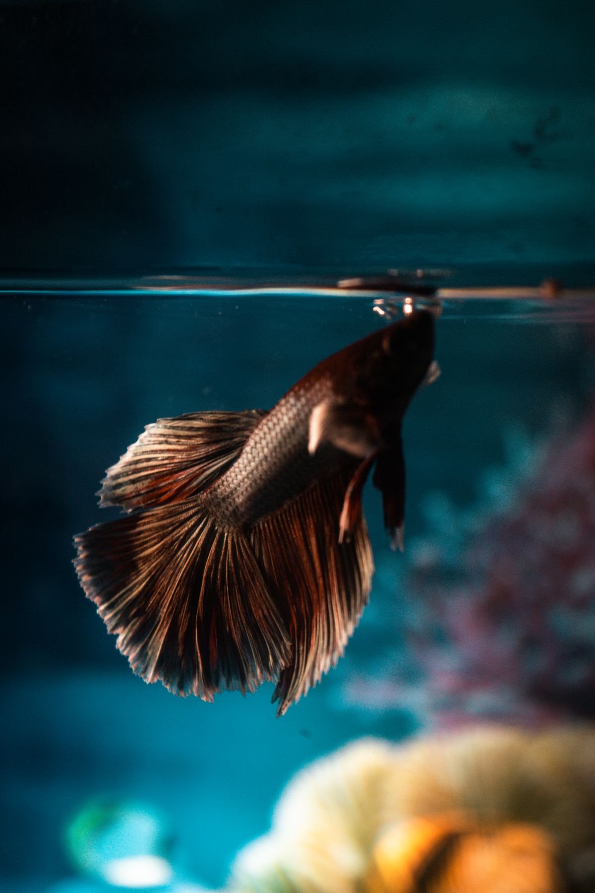 Pez betta real en un acuario plantado